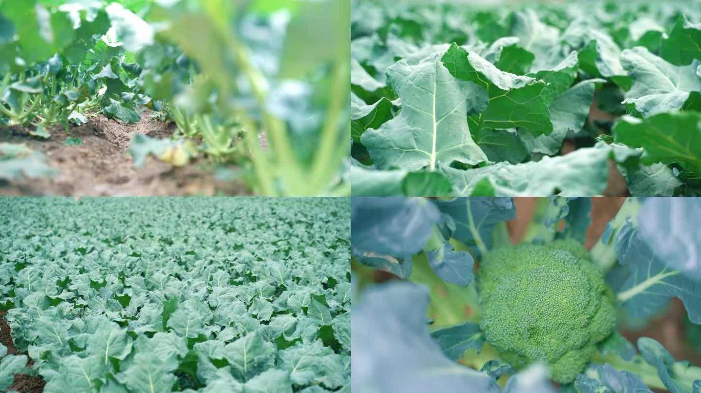蔬菜种植视频教学合集共105讲
