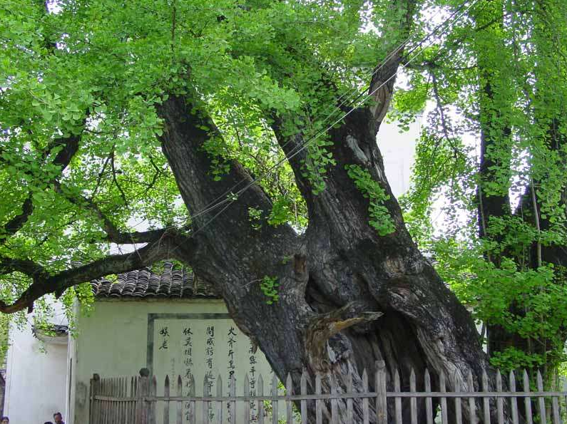 锺国芳 树木学,课程,发展,第1张